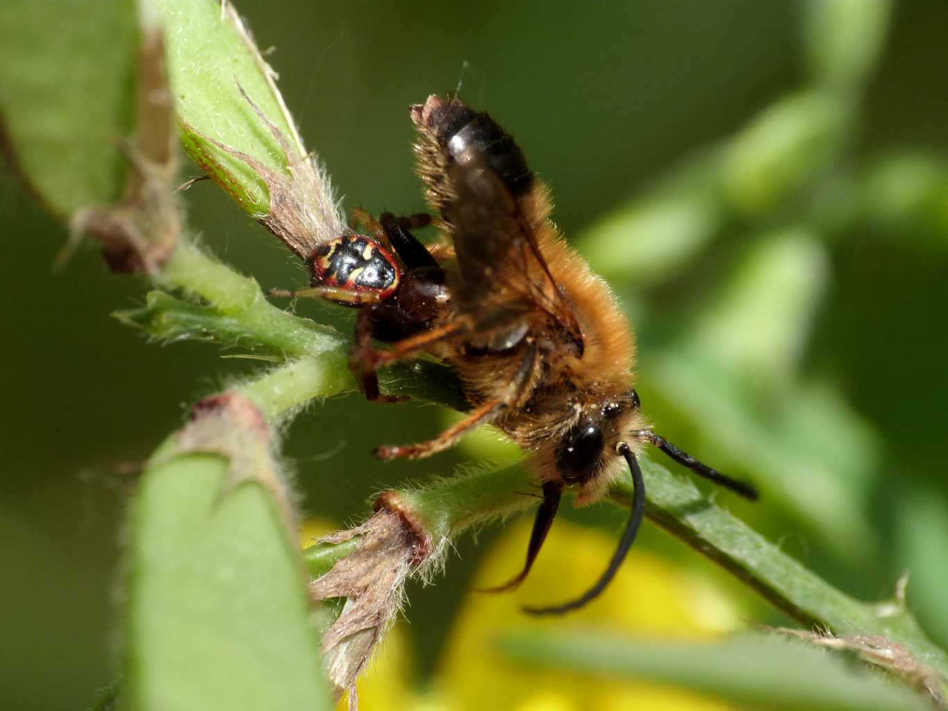 Prodezze di Synema globosum - Ostia (RM)